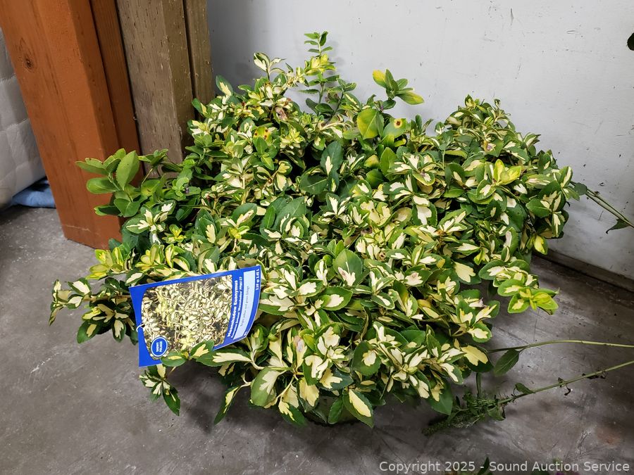 08/19/25 SAS Nursery Plants, Gold/Silver, Furniture Online Auction