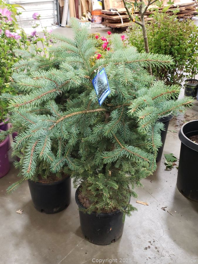 08/19/25 SAS Nursery Plants, Gold/Silver, Furniture Online Auction