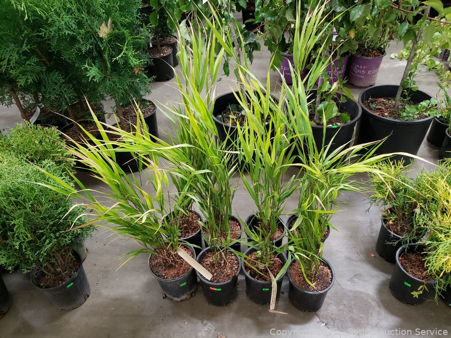 08/19/25 SAS Nursery Plants, Gold/Silver, Furniture Online Auction