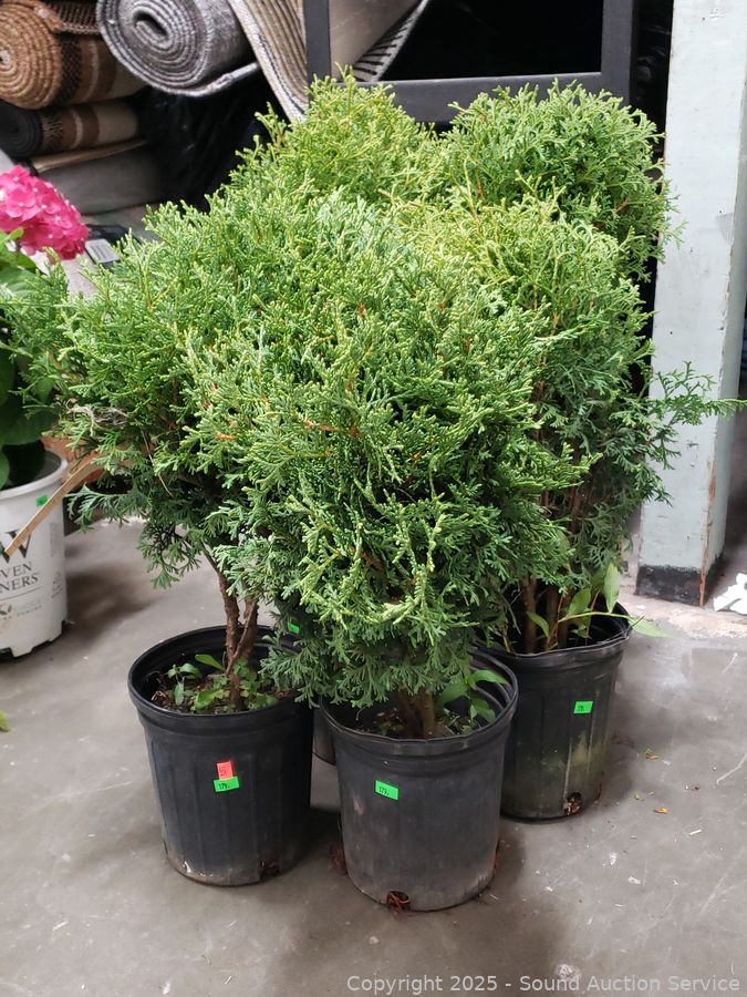 08/19/25 SAS Nursery Plants, Gold/Silver, Furniture Online Auction