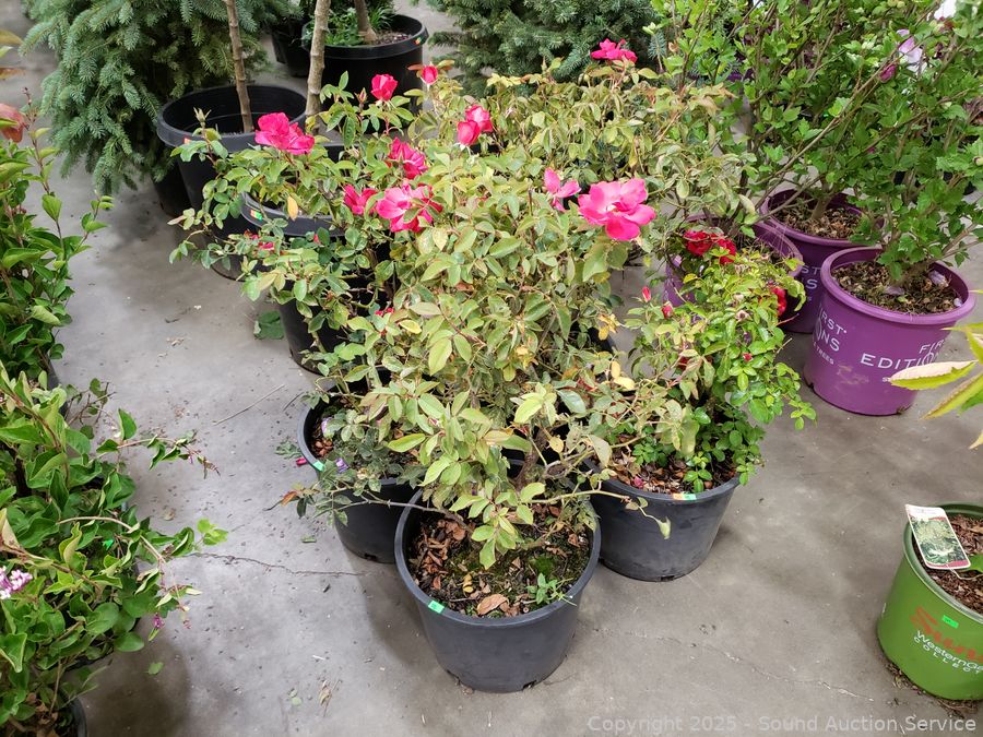 08/19/25 SAS Nursery Plants, Gold/Silver, Furniture Online Auction