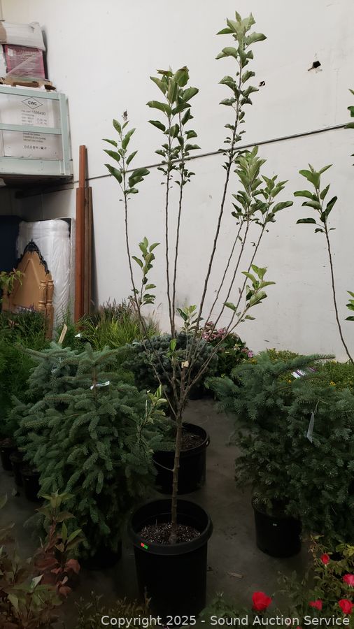 08/19/25 SAS Nursery Plants, Gold/Silver, Furniture Online Auction