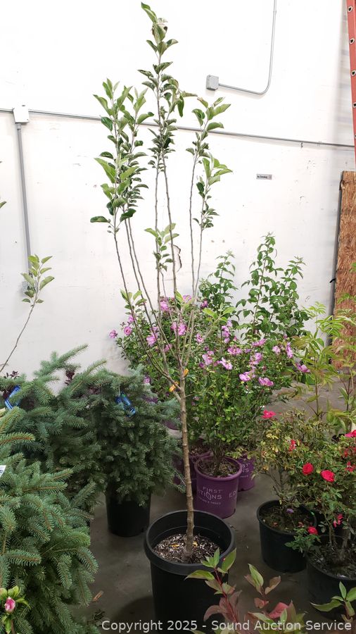 08/19/25 SAS Nursery Plants, Gold/Silver, Furniture Online Auction