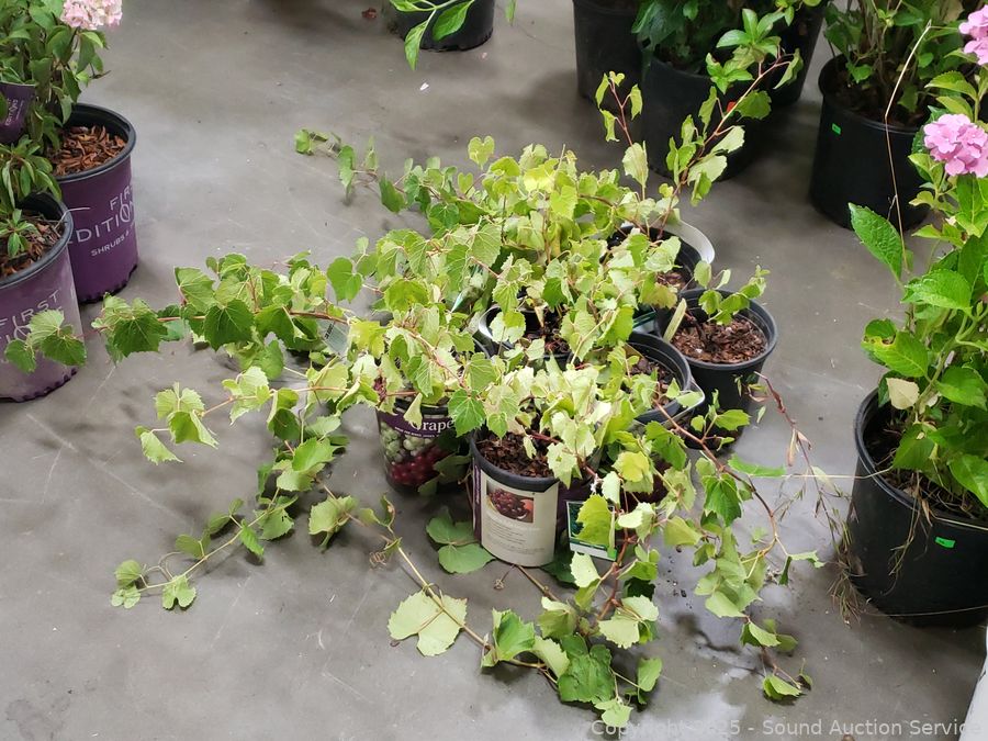 08/19/25 SAS Nursery Plants, Gold/Silver, Furniture Online Auction