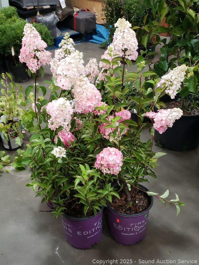 08/19/25 SAS Nursery Plants, Gold/Silver, Furniture Online Auction