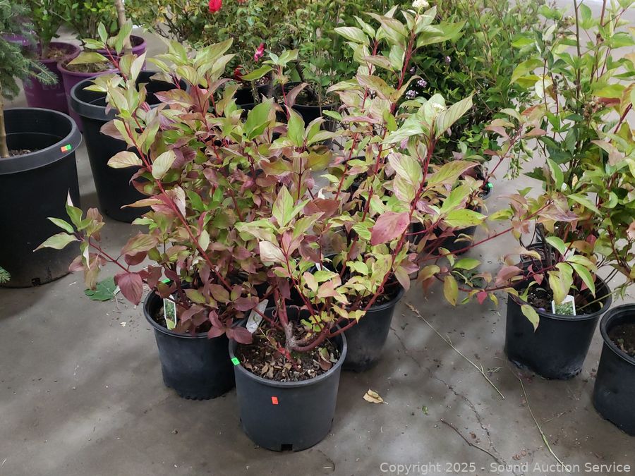 08/19/25 SAS Nursery Plants, Gold/Silver, Furniture Online Auction