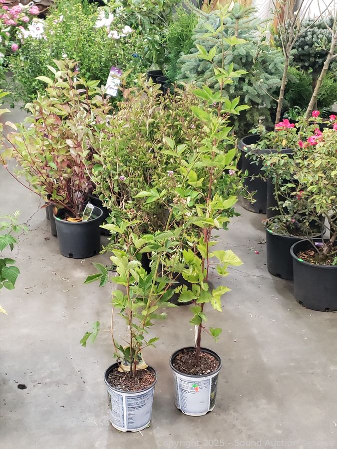 08/19/25 SAS Nursery Plants, Gold/Silver, Furniture Online Auction