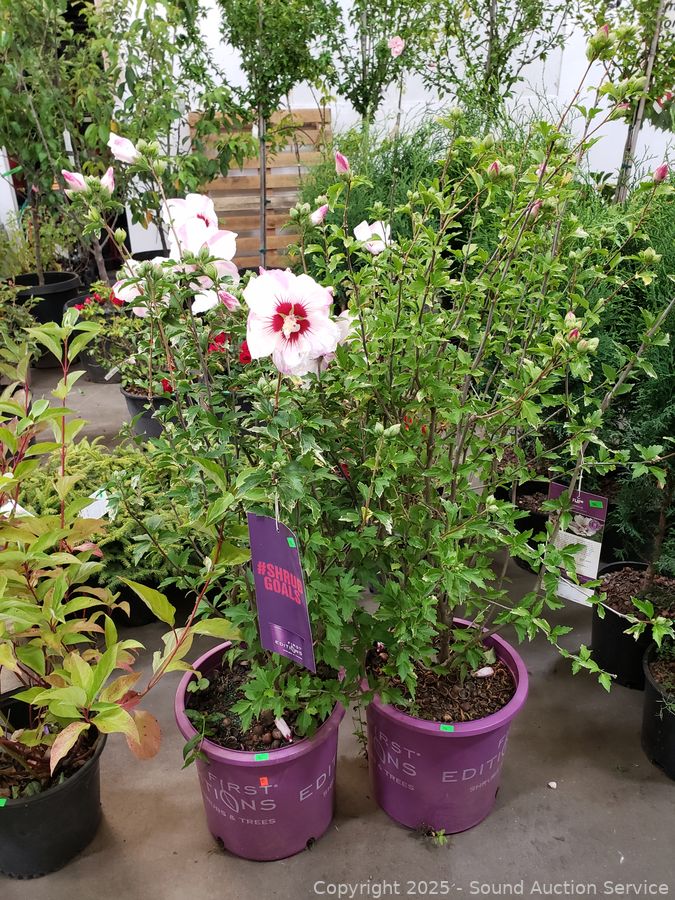 08/19/25 SAS Nursery Plants, Gold/Silver, Furniture Online Auction