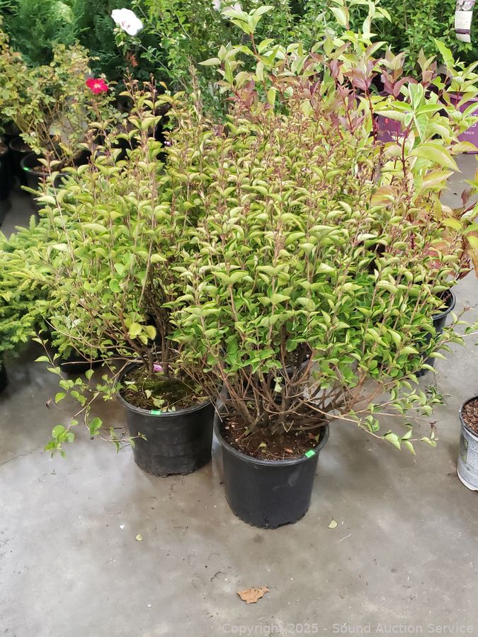 08/19/25 SAS Nursery Plants, Gold/Silver, Furniture Online Auction