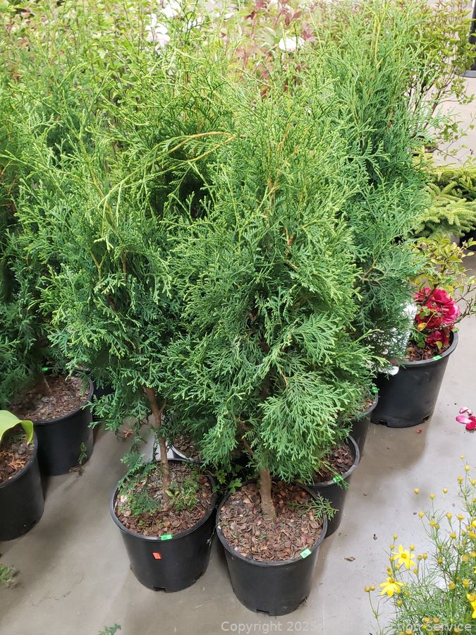 08/19/25 SAS Nursery Plants, Gold/Silver, Furniture Online Auction