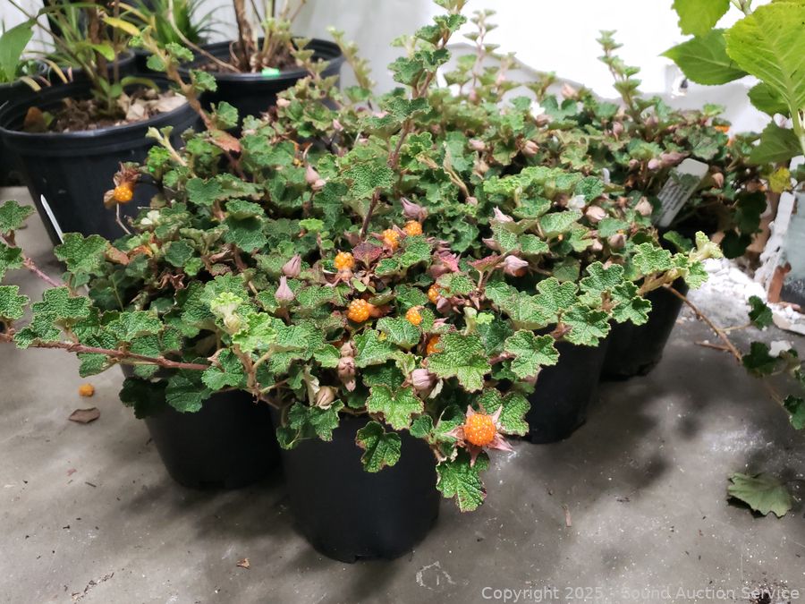 08/19/25 SAS Nursery Plants, Gold/Silver, Furniture Online Auction