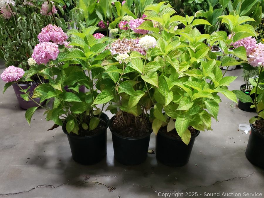 08/19/25 SAS Nursery Plants, Gold/Silver, Furniture Online Auction