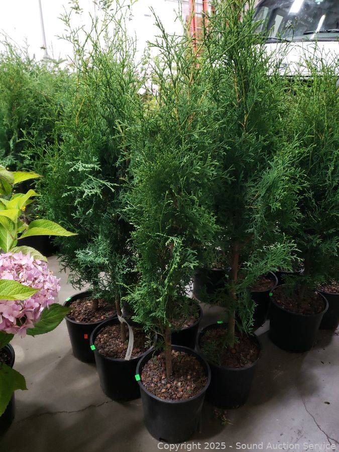 08/19/25 SAS Nursery Plants, Gold/Silver, Furniture Online Auction