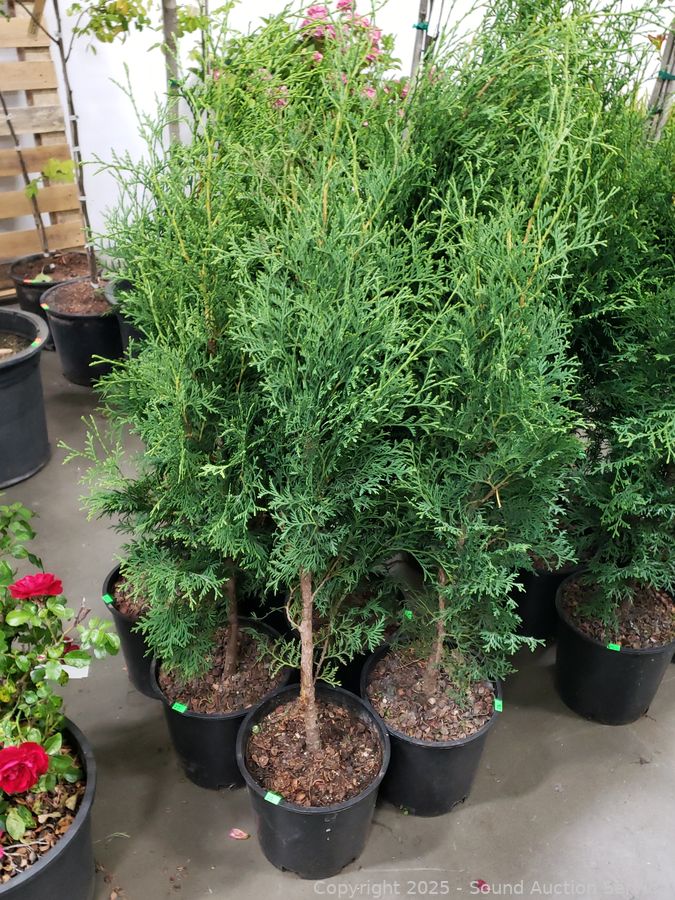 08/19/25 SAS Nursery Plants, Gold/Silver, Furniture Online Auction