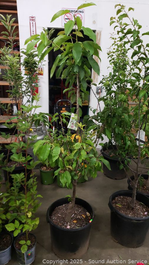 08/19/25 SAS Nursery Plants, Gold/Silver, Furniture Online Auction