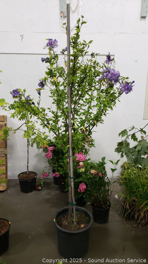 08/19/25 SAS Nursery Plants, Gold/Silver, Furniture Online Auction