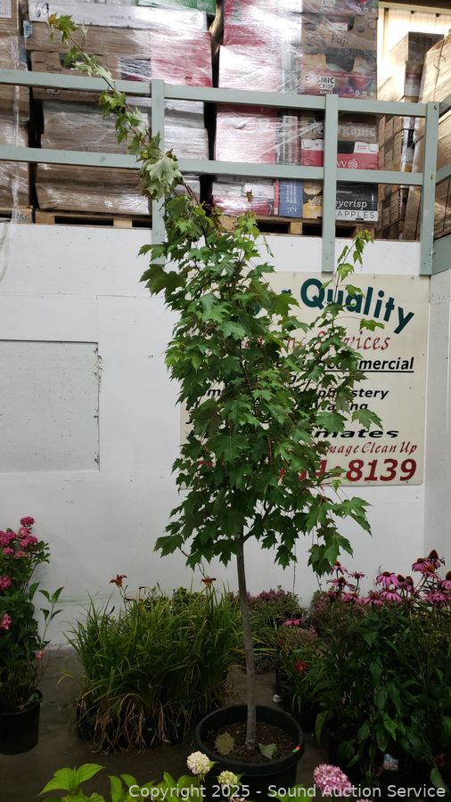 08/19/25 SAS Nursery Plants, Gold/Silver, Furniture Online Auction