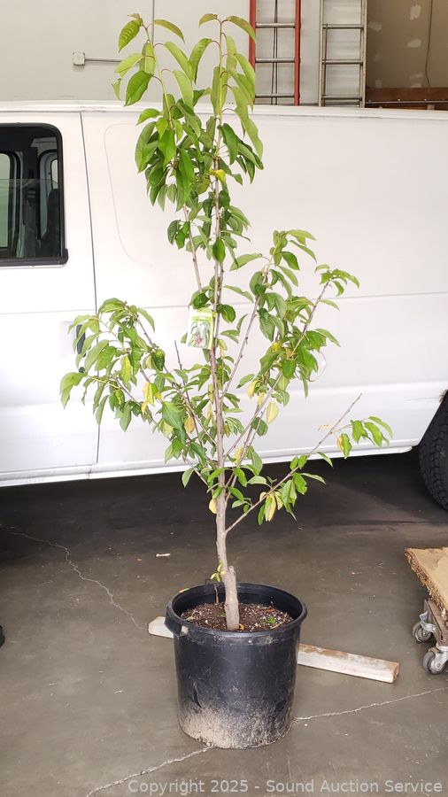 08/19/25 SAS Nursery Plants, Gold/Silver, Furniture Online Auction
