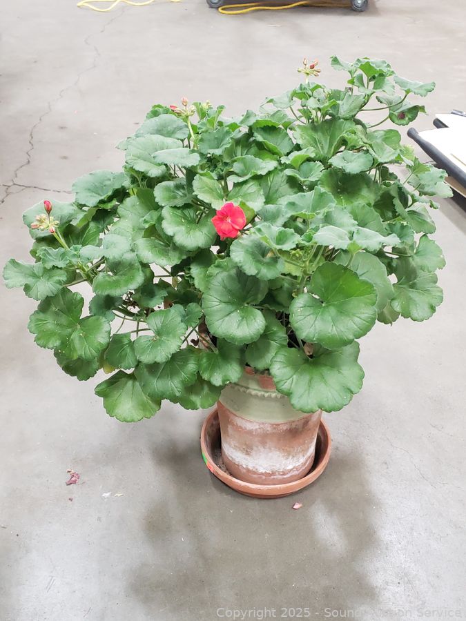 SAS Log Splitter, Plants, Crafts, Media Online Auction