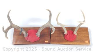 2 Deer Antler Mounts 