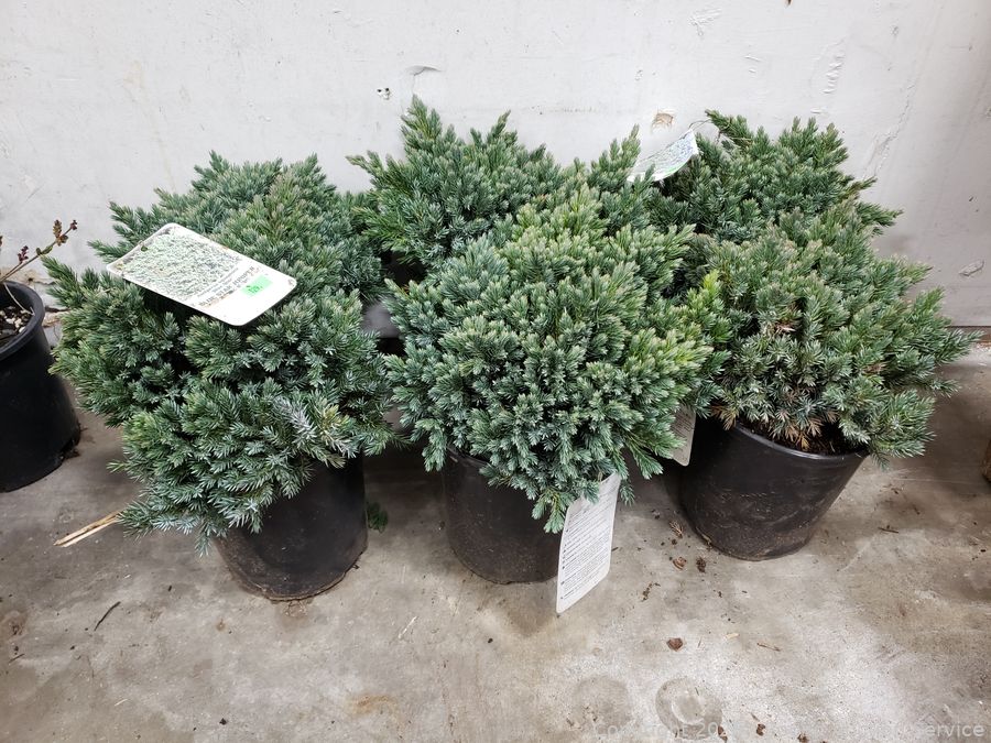 SAS Live Plants, Silver, Tools Online Auction