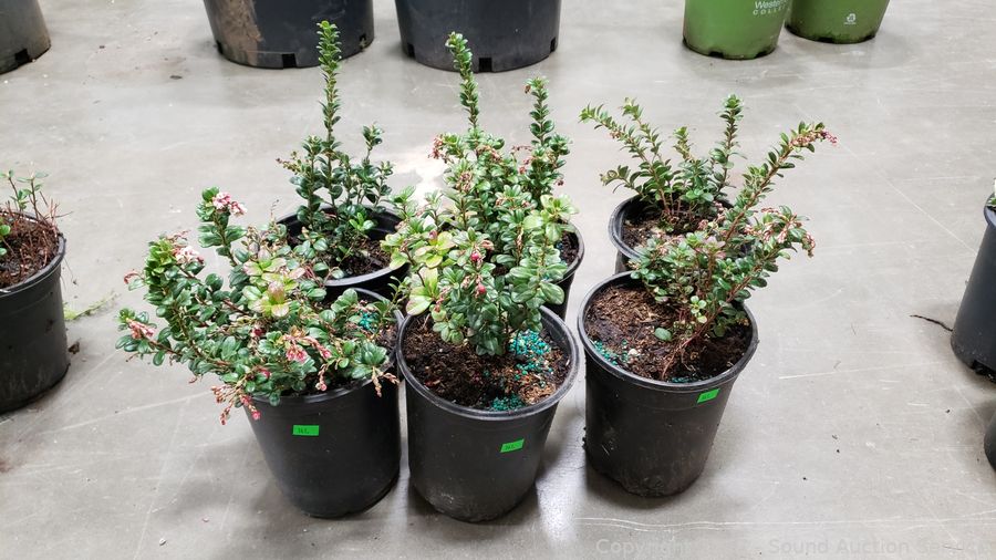 SAS Live Plants, Silver, Tools Online Auction