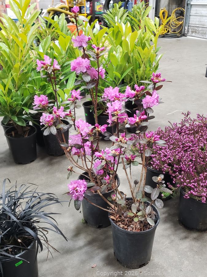 SAS Live Plants, Silver, Tools Online Auction