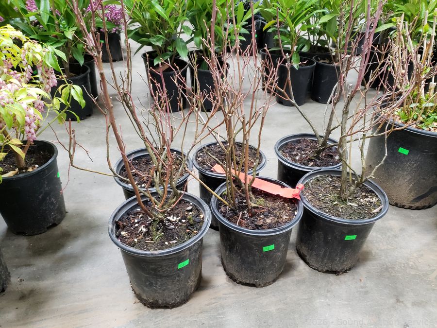 SAS Live Plants, Silver, Tools Online Auction