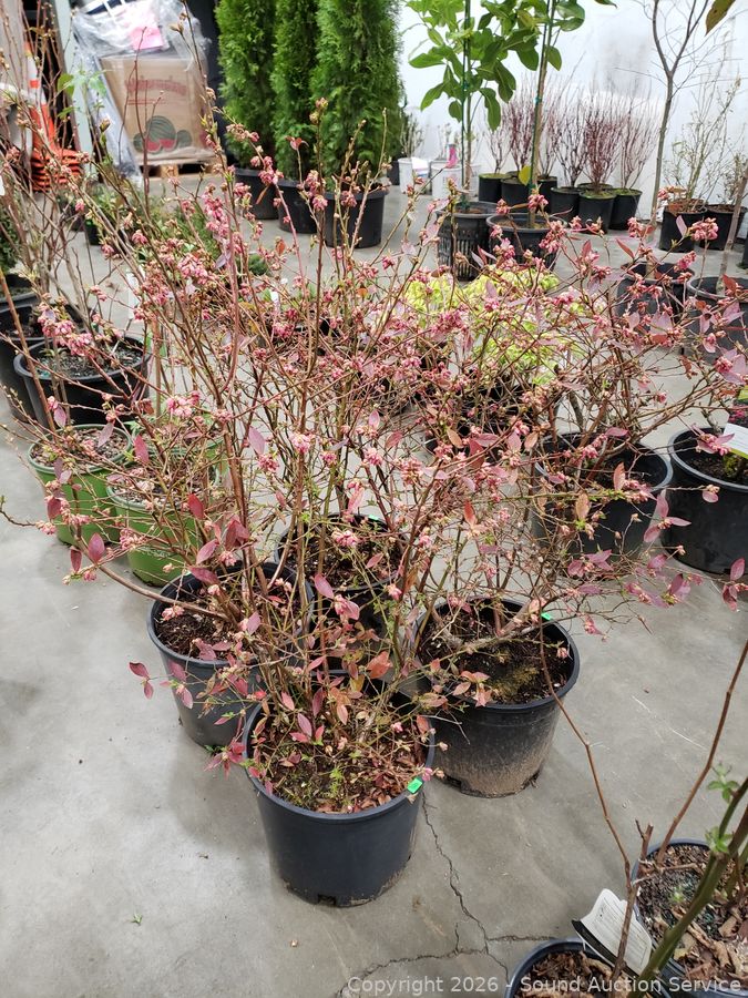 SAS Live Plants, Silver, Tools Online Auction
