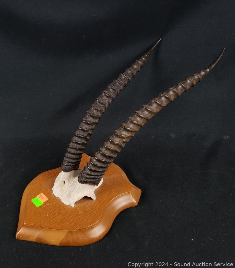 Gazelle Antler Partial Skull Horns