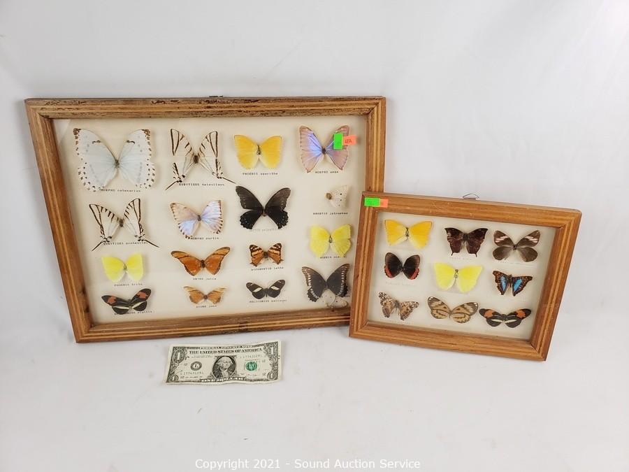 Sound Auction Service - Auction: 09/27/21 Andrews, Delong & Others Online  Auction ITEM: 2 Labeled Butterfly Shadowbox Displays