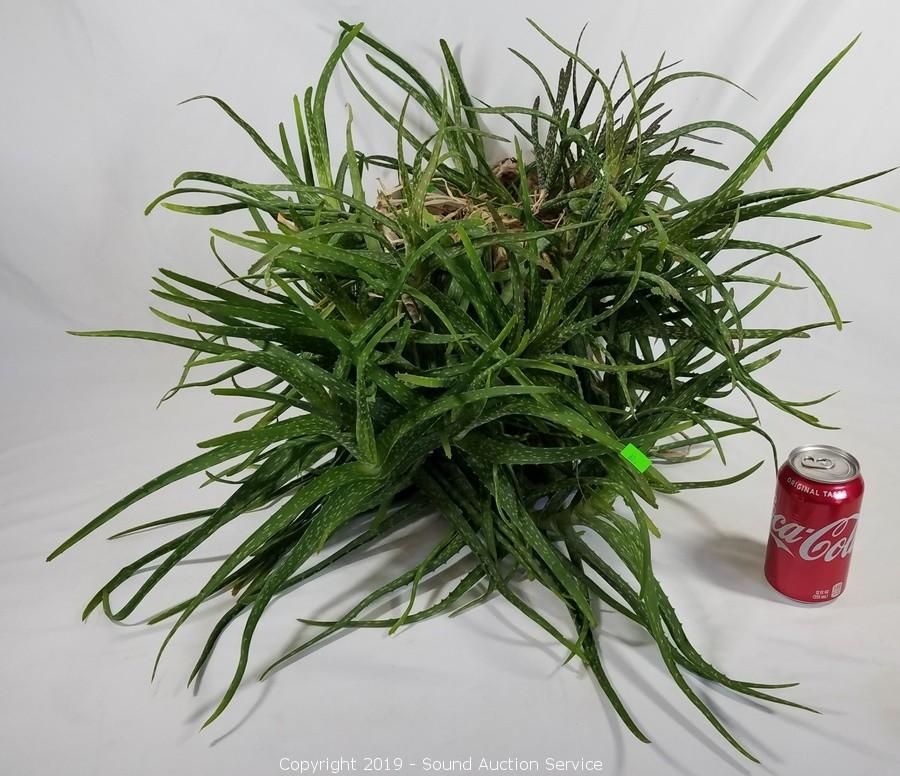 Sound Auction Service - Auction: 07/11/19 Baldwin & Others Tractor &  Woodworking Estate Auction ITEM: Live Potted Aloe Vera Plant